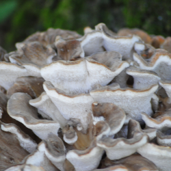 Castiles Farm Foraging Courses with Wild Food UK, Nidderdale.
