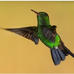 Wirral Bird Club - “Trinidad & Tobago” -  Ashley Grove