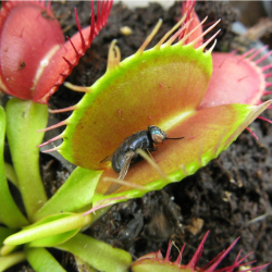 Fern & Carnivorous Plant Show