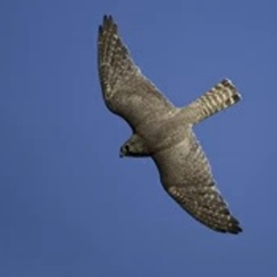 Wirral Bird Club - “What's that Raptor?” -  Keith Offord