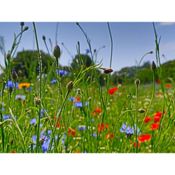 La Mare Meadow In Bloom