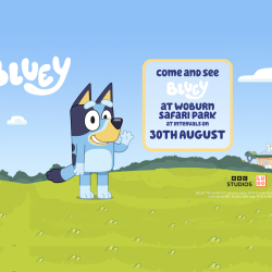 Come along and meet Bluey on the 30th August! 💙🐶 