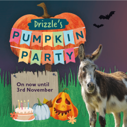 Drizzle's Pumpkin Party Halloween Trail
