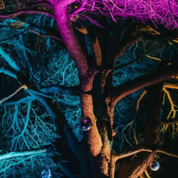 Stockwood Illuminated 2025