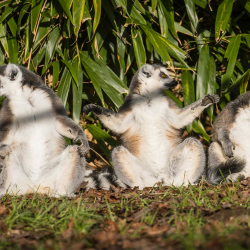 A Leap for Lemurs, Charity Weekend at Woburn Safari Park