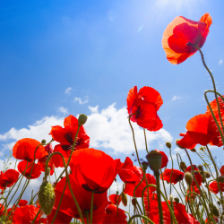 Blackburn with Darwen Council Remembrance Concert