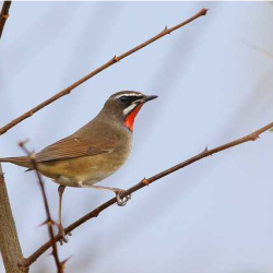 Wirral Bird Club - “The Ring of Fire” -  Colin Bradshaw