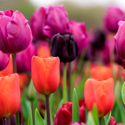 Spring colour - Tulips