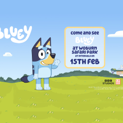 Meet Bluey at Woburn Safari Park