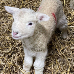 Lambing Festival at Park Hall Farm – A Family Farming Experience