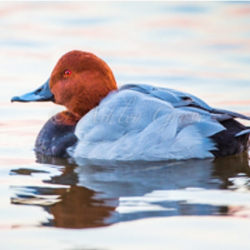 Wirral Bird Club - “Wonderful Winter Wildlife” -  Ashley Grove