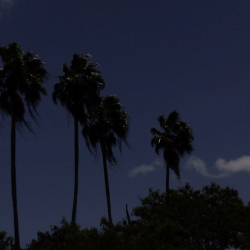 Guest House: Sewing a Palm Tree Workshop with Elle Reynolds