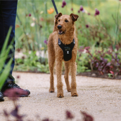 Walkies 