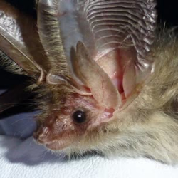 Bats at the Museum