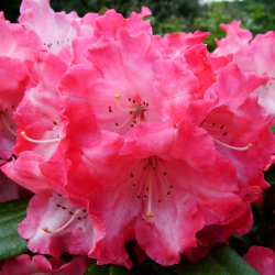 RHS Spring Ornamental Plant Competitions