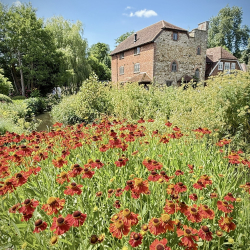 Shere Open Gardens 2026