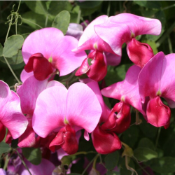 The Sweet Pea Show