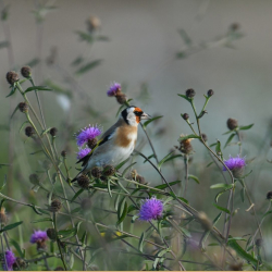Dawn Chorus Walk