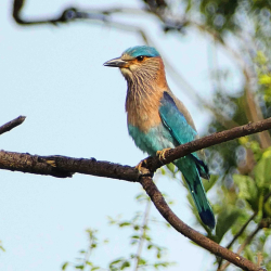 Wirral Bird Club - “Discover Sri Lanka” -  Hugh Stewart