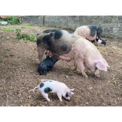 Open Farm Sunday at Oteley Estate