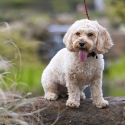 Walkies 