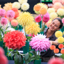 Celebration of Dahlias