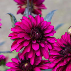 Visitors' Dahlia Competition