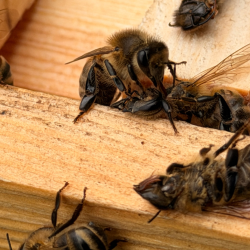 Behind the Hives: Bee Tour & Talk