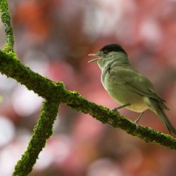 Wirral Bird Club - “Birding by Sound” -  Keith Offord