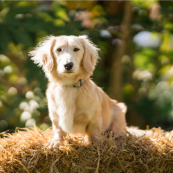 Pawsome Pooch is back at Clarks Village