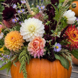 Autumn Dahlia Centrepiece Masterclass with Anna Brian