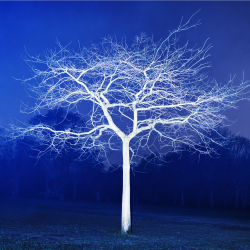 Victoria's Trees