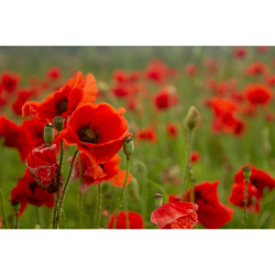 Shrewsbury Poppy Appeal Day 2026 – Military Collections, Music and Displays