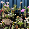 The Sheffield Orchid Show