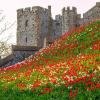 Arundel Castle's Tulip Festival to make grand return in 2024
