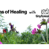 Seasons of Healing – Autumn Workshop at Eelbrook Common Tiny Forest