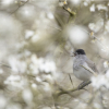 Not-so-Dawn Chorus Walk at Rainham Marshes