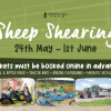Sheep Shearing at Cannon Hall Farm