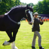 Heavy Horse and Country Show