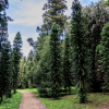 Summer forest bathing