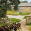 Herefordshire Foraging Courses with Wild Food UK, Drovers Rest.