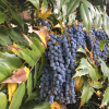 Ross on Wye Foraging courses with Wild Food UK