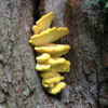 Eastnor Castle Foraging Courses with Wild Food UK 