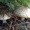 Bitts Park 'thrifty' Foraging Courses, with Wild Food UK.