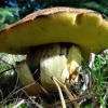 Eden Valley Glamping Autumn Foraging Courses, Cumbria