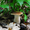Foraging Courses nr Penicuik, with Wild Food UK