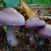Tilgate Park Foraging Courses with Wild Food UK