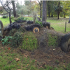 Bute Park 'Thrifty' Foraging courses with Wild Food UK