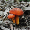 New Forest Foraging Courses, with Wild Food UK