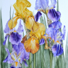 Exploring Senses: The Society of Graphic Fine Art